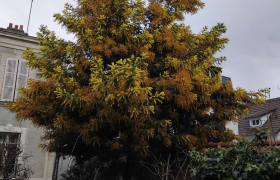 Taillage d’un mimosa à Saint Prix (95)