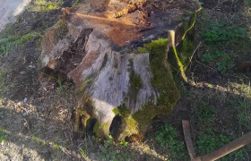Rognage d’un souche à Ermont (95)