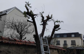 Taillage d’un mimosa à Saint Prix (95)