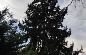 Étêtage d’un sapin avec harnais de sécurité  A Soisy sous Montmorency (95)