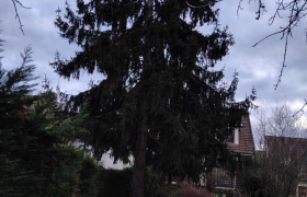 Étêtage d’un sapin avec harnais de sécurité  A Soisy sous Montmorency (95)
