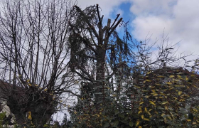 Taillage d’un sapin avec harnais de sécurité À Saint Gratien (95)
