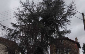 Taillage d’un sapin avec harnais de sécurité À Saint Gratien (95)